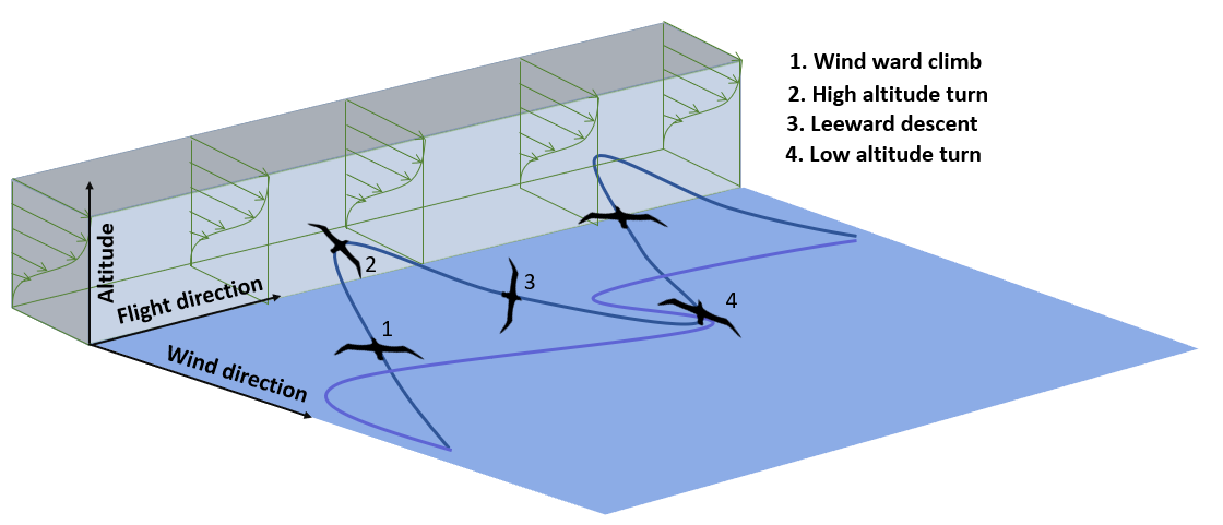 Four characteristic flight phases
